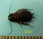 Roach Control Charlotte Nc Images