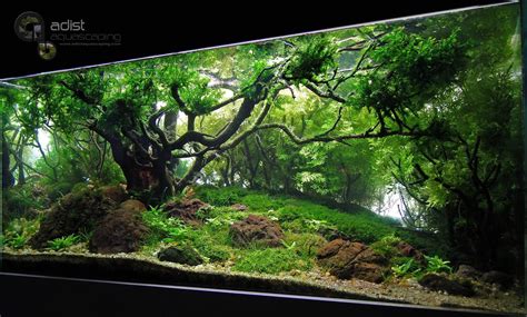 Amano aquariums are a japanese style minimalistic natural garden. Pin di Aquascape