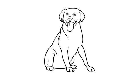 How To Draw A Labrador Dog Drawing Of Labrador Retriever Youtube