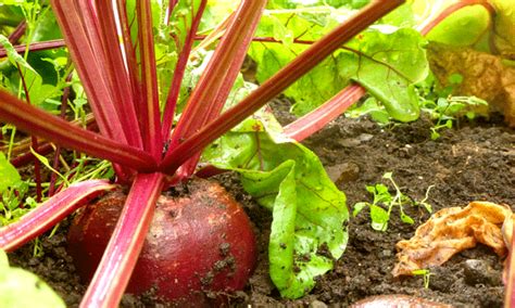 Top 20 Fallwinter Vegetables To Grow This Season The
