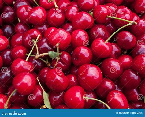 Sweet Red Cherries Stock Photo Image Of Organic Cherry 10368214