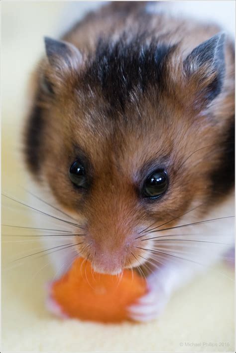 Hamster Snack Michael Flickr