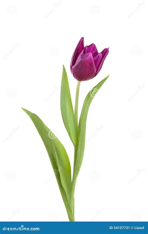 Tulip Flower On A Stem With Leaves Stock Image Image Of Studio