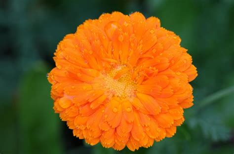 25 Orange And Yellow Flowers With Names And Pictures Nrb