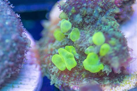 Select five numbers from 1 to 69 for the white balls; Bounce Bounce Bounce | REEF2REEF Saltwater and Reef ...