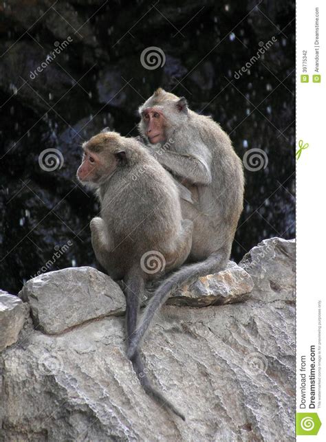 Two Monkeys Stock Photo Image Of Asia Wildlife Rock 39775342