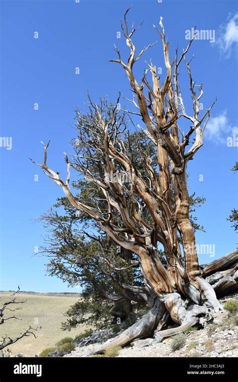 Ancient Bristlecone Pine Forest California Stock Photo Alamy