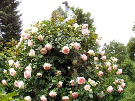 These flowers are known for their heat resistance and prefer warmbest flowers for full sun | heat. Eden Rose is an extremely popular climber known for vigor ...