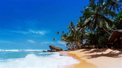 Coconut Tree Beach Sand Sea Clear Sky Hd Wallpaper Wallpaper Flare