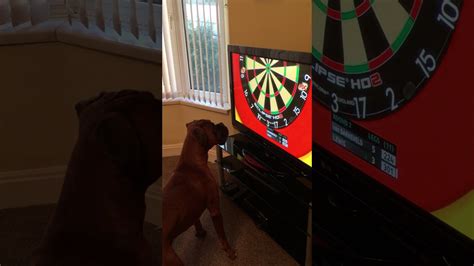 Boxer Dog Hates Darts And Almost Kills Tv Youtube