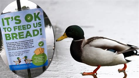 Feeding Ducks Bread Should You Do It Bbc News