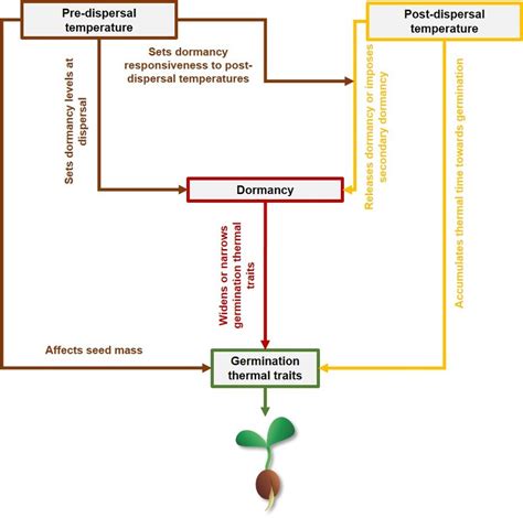 Thermal Memory Of Seed Dormancy And Germination Post Dispersal