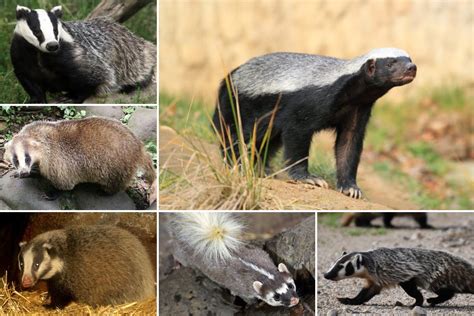 Badger Species How Many Types Of Badgers Exist In The World