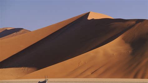 Download Wallpaper 1920x1080 Desert Dunes Sand Animal Horns