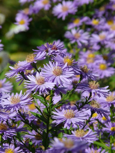 Smooth Aster Wild Aster Glaucous Aster Calgary Horticultural Society