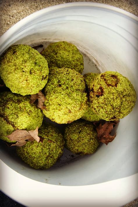 Given that spiders willingly weave their webs on osage orange trees and on hedge apples themselves, it seems unlikely that the. Hedge Apples