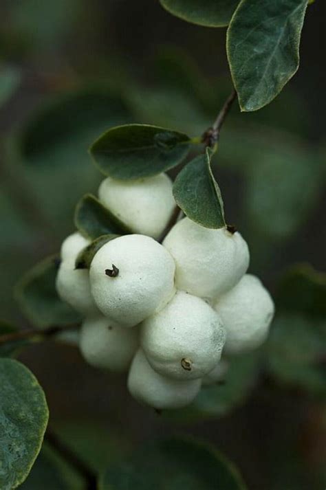 Snowberry Symphoricarpos Albus Plant 1 2 Year Old Bare Root Ebay
