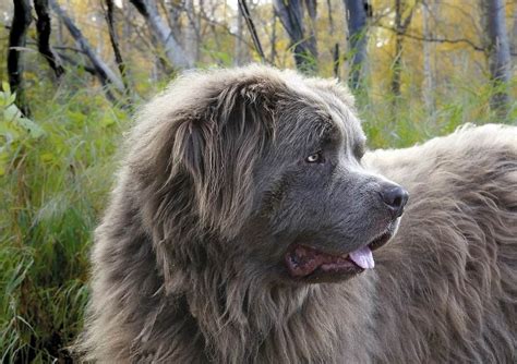 Whether it's good or bad idea really depends. 10 Best Extra-Large Dog Breeds (For Lovers of Huge and ...