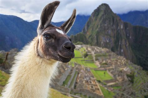 6 Choses Que Vous Ne Saviez Pas Sur Les Lamas Amerika Voyages