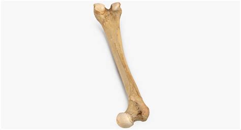 Human Femur Bone 01 3d Model 49 Fbx C4d Max Obj Ma Free3d