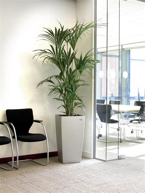 Indoor Plants In Office Enviroment Exterior Design