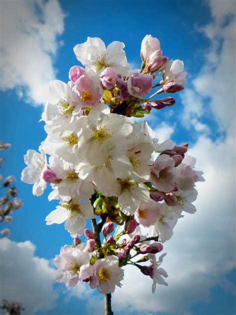 Free Images Branch Plant Sky Flower Petal Bloom