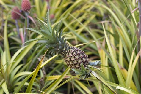 Free Stock Photo Of Close Up Of Pineapple Plant Photoeverywhere