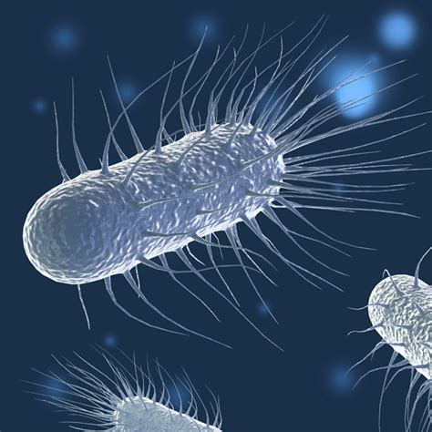 Урок биологии бактерии. Стебельковые бактерии. Бактериа бэкрумс. Модель бактерии бациллы. Бактерии под микроскопом.