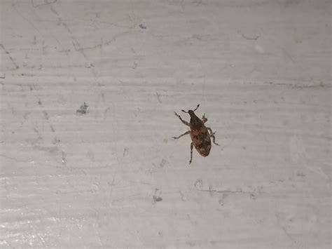 Signs Of Carpet Beetles Combat Pest Control