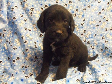 Only guaranteed quality, healthy puppies. LABRADOODLE PUPPIES - Price: $400 in Clear Lake, Indiana | CannonAds.com