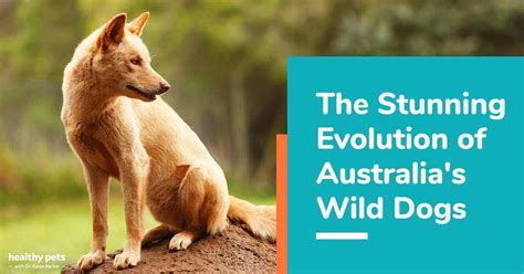 The Stunning Evolution Of Australias Wild Dogs