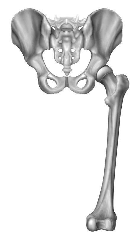 Hip And Thigh Orthogate Press