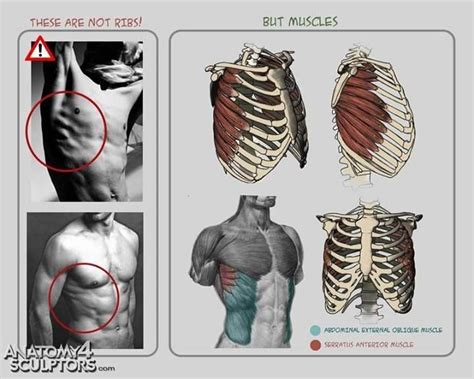 The chest muscles, located directly over the chest. serratus | Anatomy | Pinterest