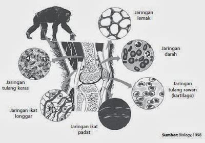 Penjelasan Tentang Jaringan Ikat Biologi Indonesia