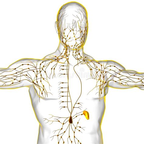 Anatomie Des Ganglions Lymphatiques Humains Pour Le Concept Médical