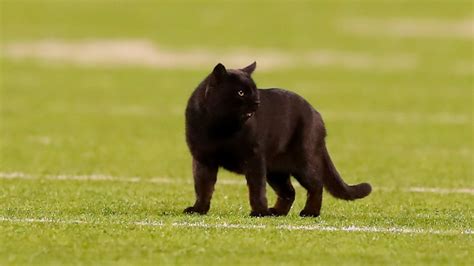 Black Cat At Monday Night Football Tonight Dinicoladesigns