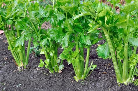 Where Does Celery Grow All The Tips For Success
