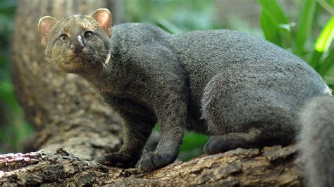 Here Are 15 Rare Species Of Wild Cats That You Probably