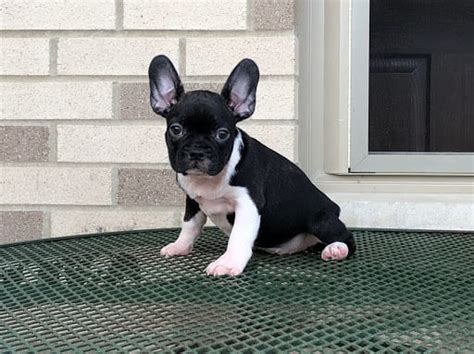 French bulldogs have erect bat ears and a charming, playful disposition. French Bulldog Puppies For Sale in Indiana & Chicago ...