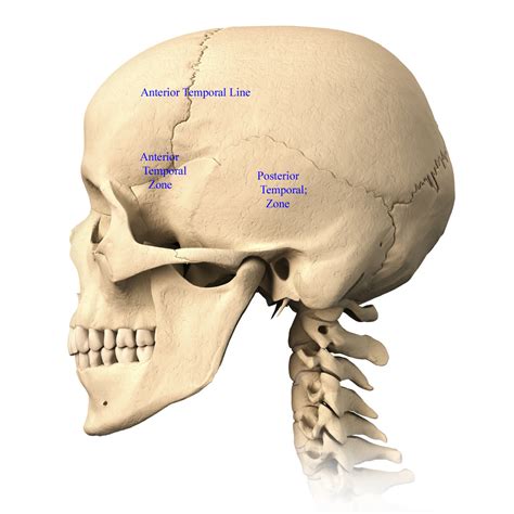 The skull begins to form prior to week 12 of embryogenesis. Skull Anatomy - Terminology | Dr. Barry L. Eppley