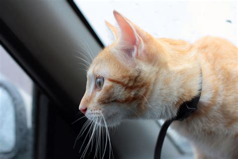 Man Accused Of Leaving Cat In Hot Car