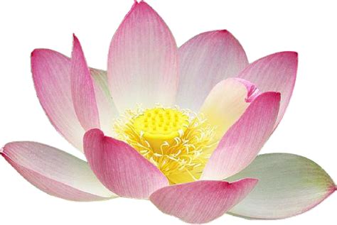 Lotus Flower Clip Art At Vector Clip Art Online Royalty