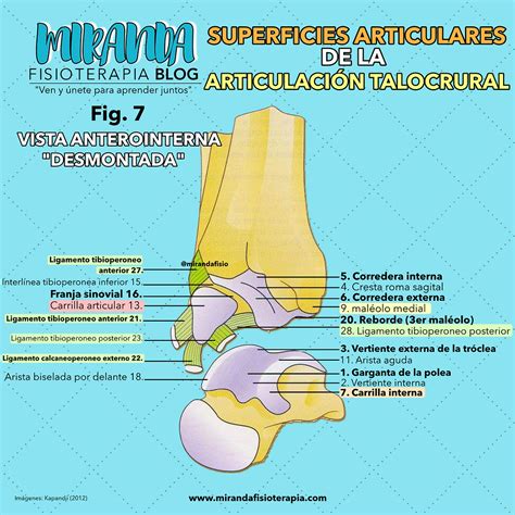 Superficies articulares de la articulación talocrural tobillo