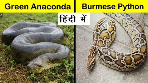 Reticulated Python Vs Anaconda
