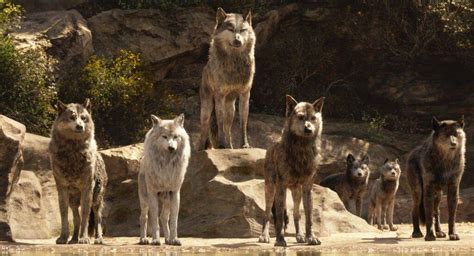 Wolf Ranks Wiki Packwolvesamino Amino