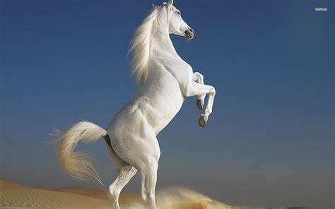White Horse Hd Wallpapers 1080p