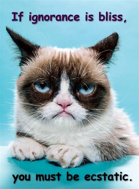 Grumpy Cat Meme S By Gary Graefen Grumpy Cat Meme Cat Memes Grumpy