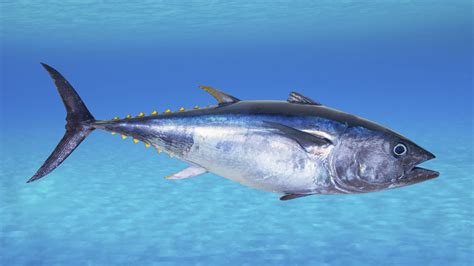 Biggest Tuna Ever Caught 2022 Bluefin Yellowfin And More
