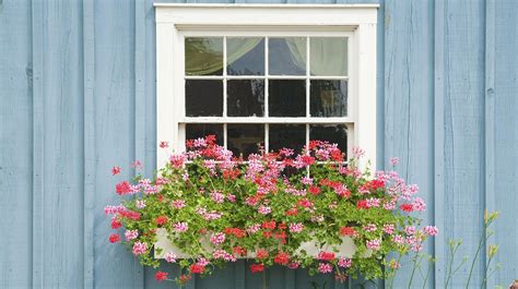Plant These Hard To Kill Flowers In Window Boxes