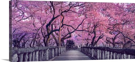Wooden Bridge In Park Japan Spring Countryside With Amazing Sakura